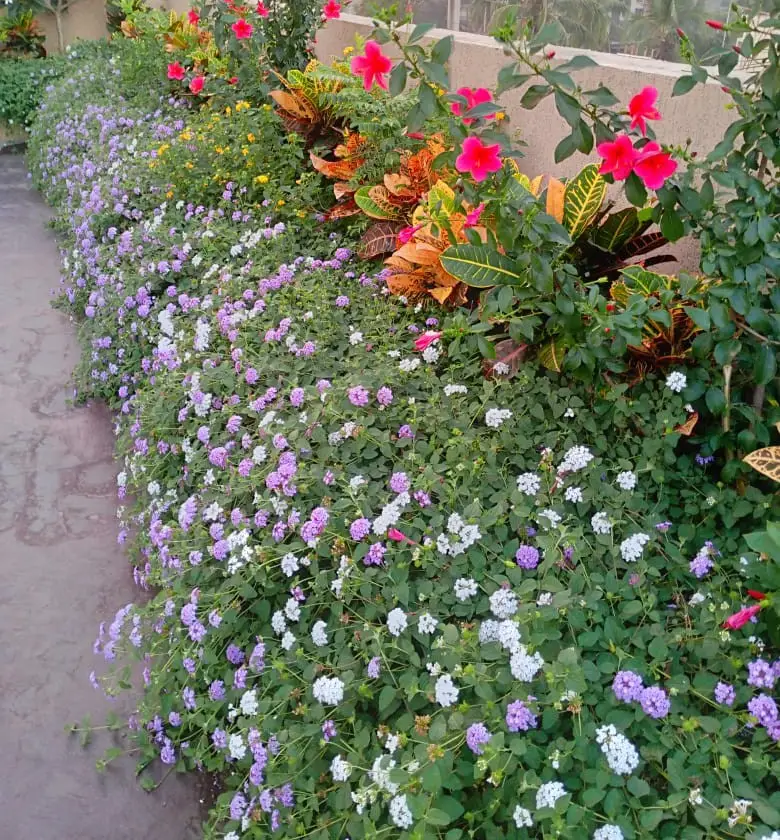 EcoNature By Baria_Planting